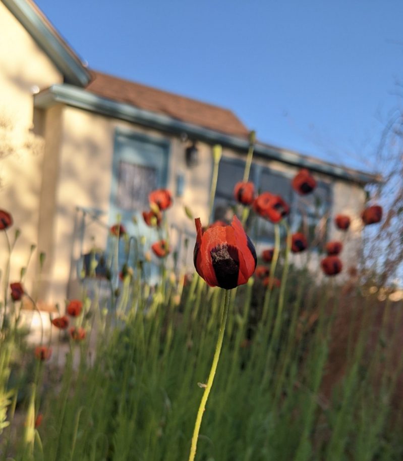 Red and black native poppies